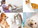 Küçükyalı Veteriner Kliniklerinde Sterilizasyon ve Kısırlaştırma İşlemleri