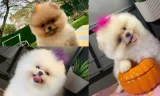 Pomeranian Boo Beslenmesi Nasıl Olmalıdır?