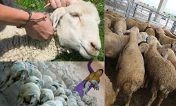 Akika Kurbanı Nedir? Paylaşmanın Manevi Yolu ve Anlamı