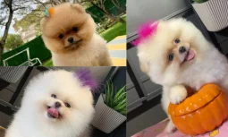 Pomeranian Boo Beslenmesi Nasıl Olmalıdır?