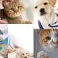 Veteriner Pet Takip Sistemi 
