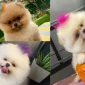Pomeranian Boo Beslenmesi Nasıl Olmalıdır?